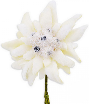 Gentleman's Gazette Edelweiss Boutonniere Buttonhole Flower Fort Belvedere: US$35.